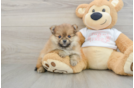 Smart Loulou Purebred Puppy