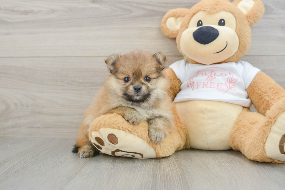 Smart Loulou Purebred Puppy