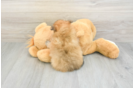 Small Pomeranian Baby