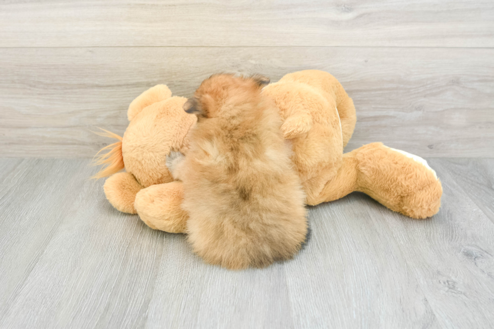 Small Pomeranian Baby