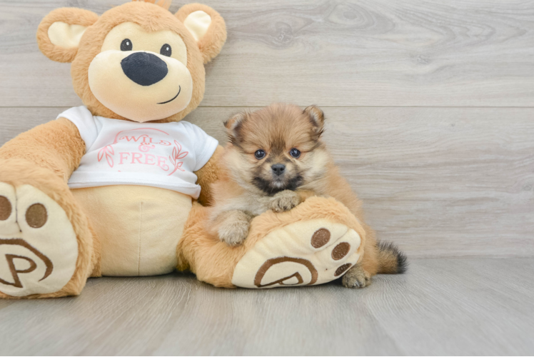 Funny Pomeranian Purebred Pup