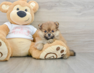 8 week old Pomeranian Puppy For Sale - Lone Star Pups