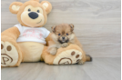 Funny Pomeranian Purebred Pup