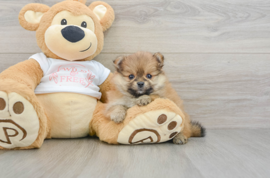 Funny Pomeranian Purebred Pup