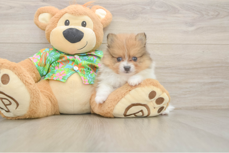 Little Pomeranian Purebred Pup