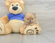 7 week old Pomeranian Puppy For Sale - Lone Star Pups