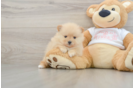 Friendly Pomeranian Baby