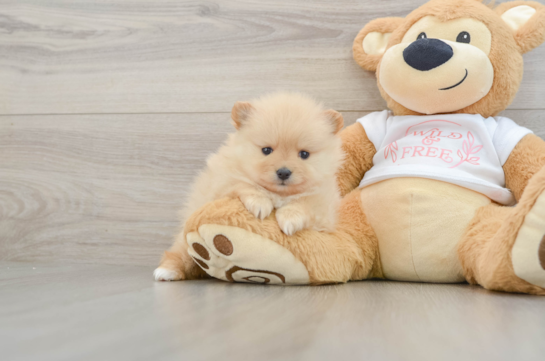 Friendly Pomeranian Baby