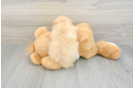 Best Pomeranian Baby