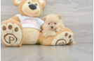 Pomeranian Pup Being Cute