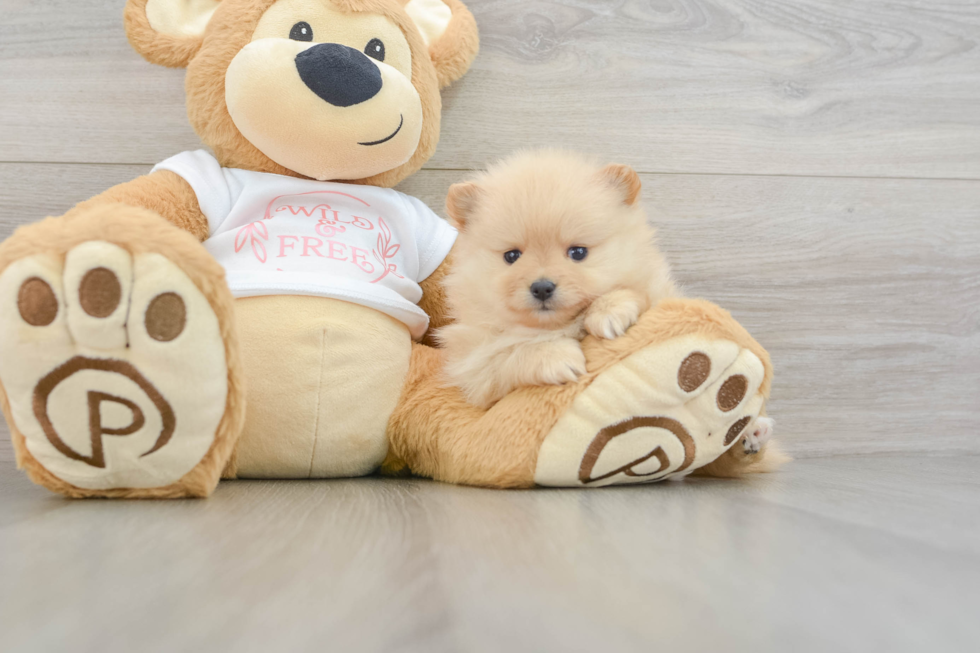 Pomeranian Pup Being Cute