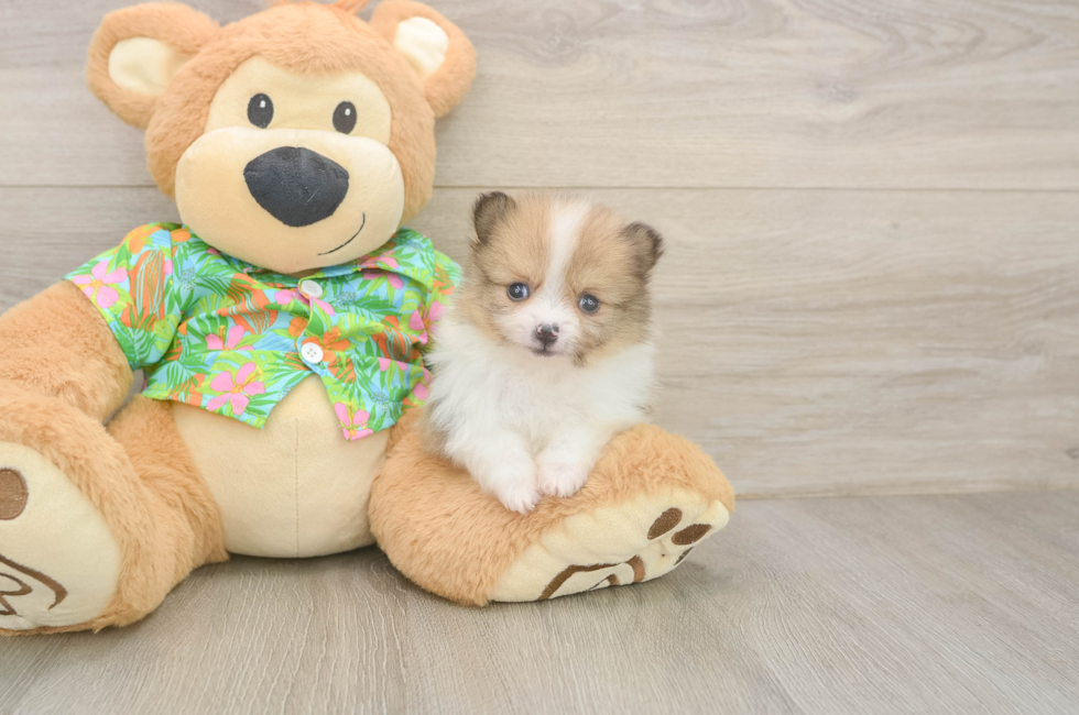 5 week old Pomeranian Puppy For Sale - Lone Star Pups