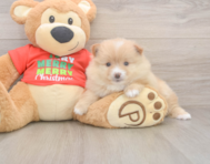7 week old Pomeranian Puppy For Sale - Lone Star Pups