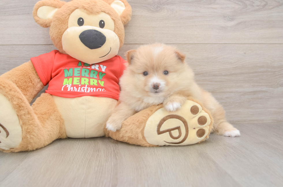 5 week old Pomeranian Puppy For Sale - Lone Star Pups