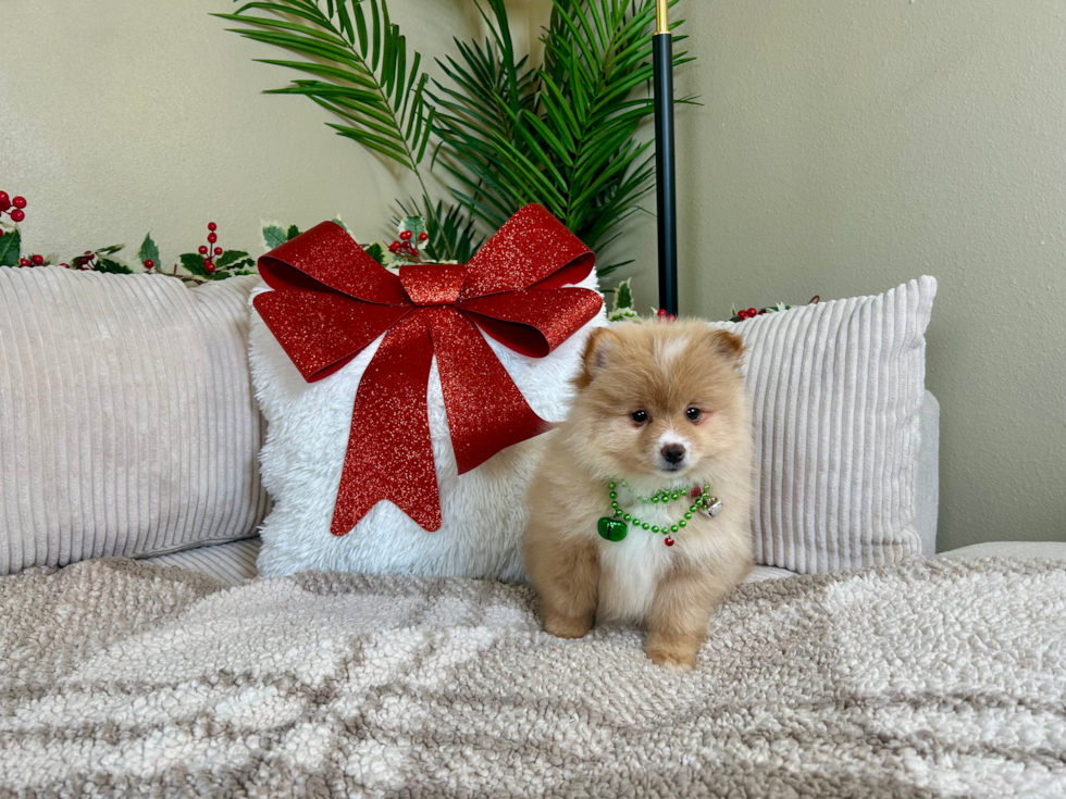 Pomeranian Pup Being Cute