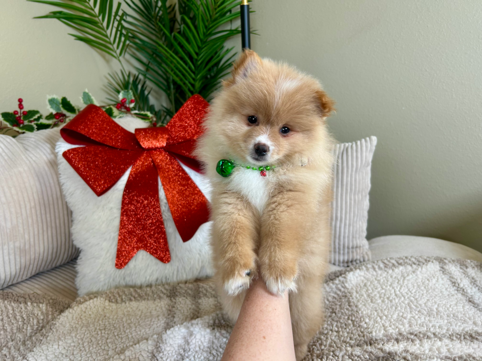 Cute Pomeranian Baby