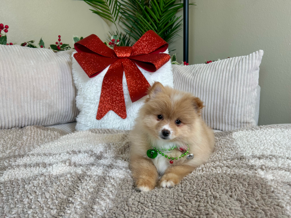 Pomeranian Pup Being Cute