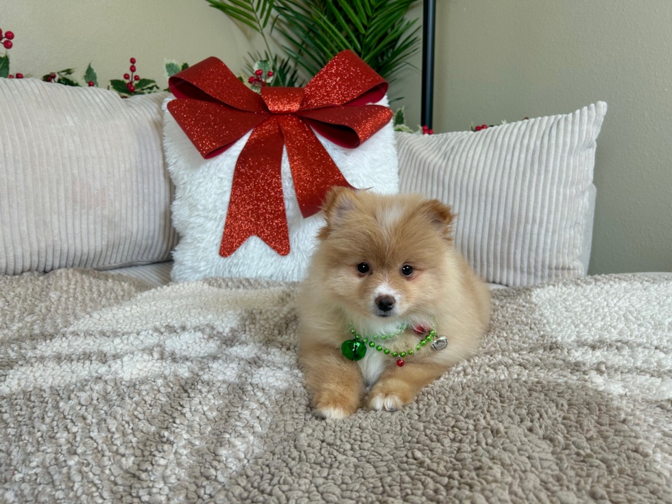 Cute Dwarf Spitz Purebred Puppy