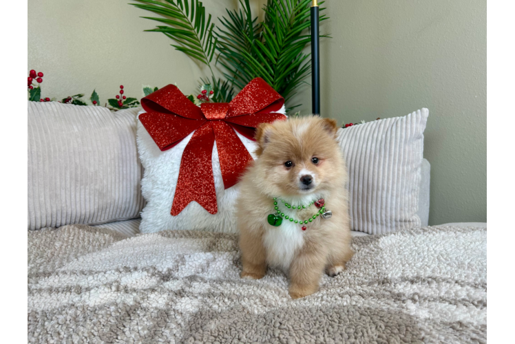 Cute Deutscher Spitz Purebred Puppy