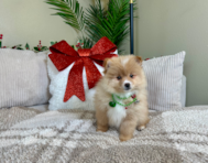 8 week old Pomeranian Puppy For Sale - Lone Star Pups