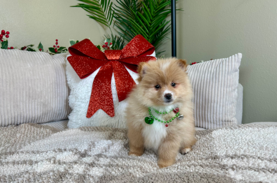 Cute Deutscher Spitz Purebred Puppy