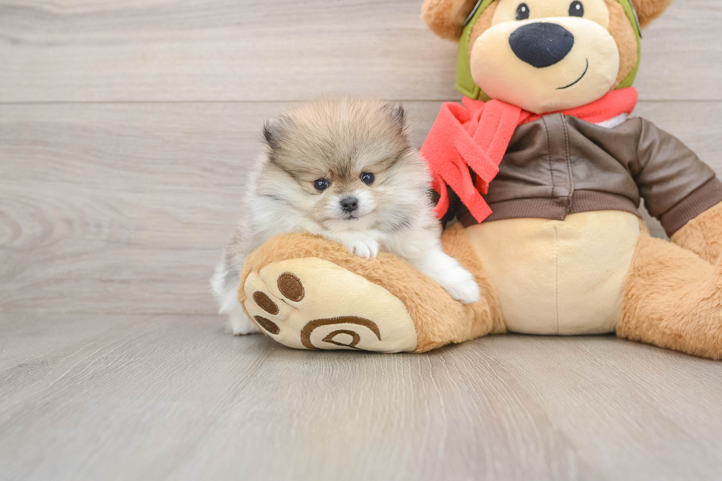 Hypoallergenic Pomeranian Purebred Pup