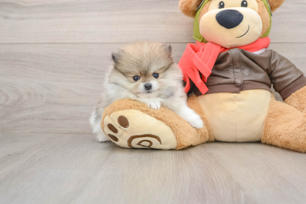 Hypoallergenic Pomeranian Purebred Pup