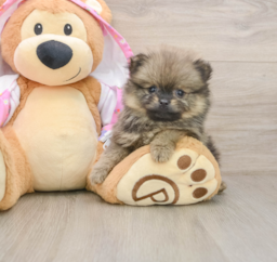 9 week old Pomeranian Puppy For Sale - Lone Star Pups