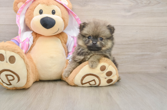 Best Pomeranian Baby