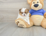 7 week old Pomeranian Puppy For Sale - Lone Star Pups