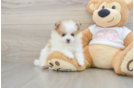 Fluffy Pom Purebred Puppy
