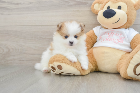Fluffy Pom Purebred Puppy