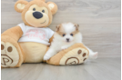 Playful Pomeranian Purebred Pup