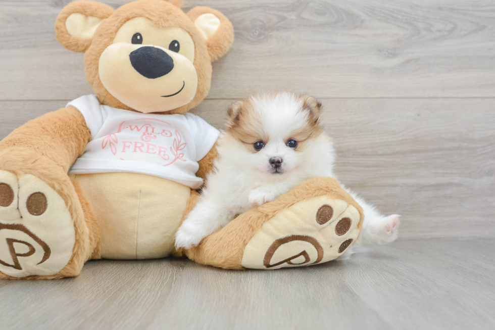 Playful Pomeranian Purebred Pup