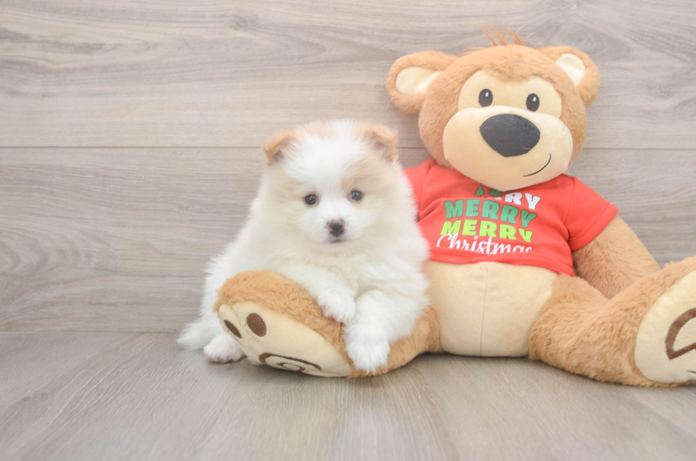 5 week old Pomeranian Puppy For Sale - Lone Star Pups