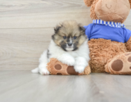 6 week old Pomeranian Puppy For Sale - Lone Star Pups