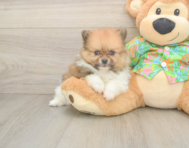 5 week old Pomeranian Puppy For Sale - Lone Star Pups
