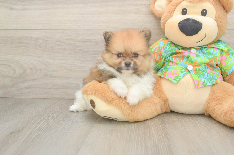5 week old Pomeranian Puppy For Sale - Lone Star Pups
