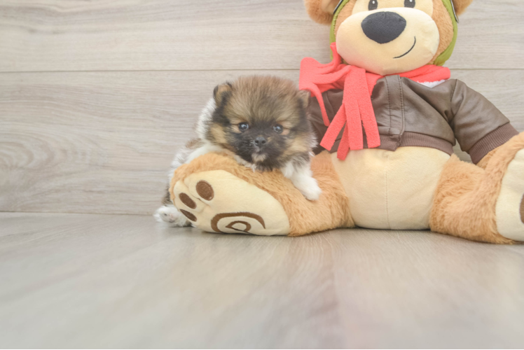 Playful Pomeranian Baby