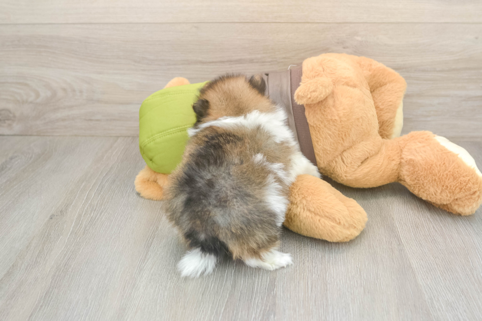 Happy Pom Purebred Puppy