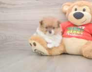 6 week old Pomeranian Puppy For Sale - Lone Star Pups