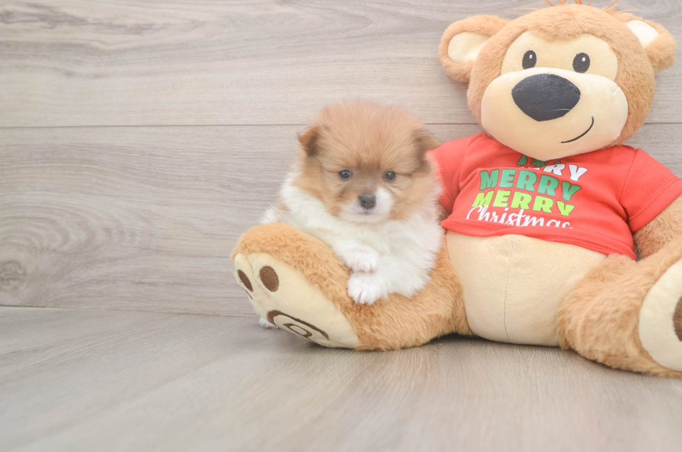 5 week old Pomeranian Puppy For Sale - Lone Star Pups