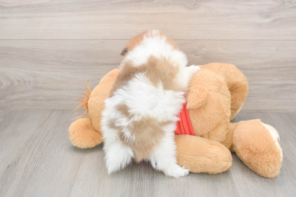 Friendly Pomeranian Purebred Pup