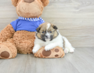 6 week old Pomeranian Puppy For Sale - Lone Star Pups