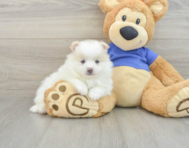 8 week old Pomeranian Puppy For Sale - Lone Star Pups