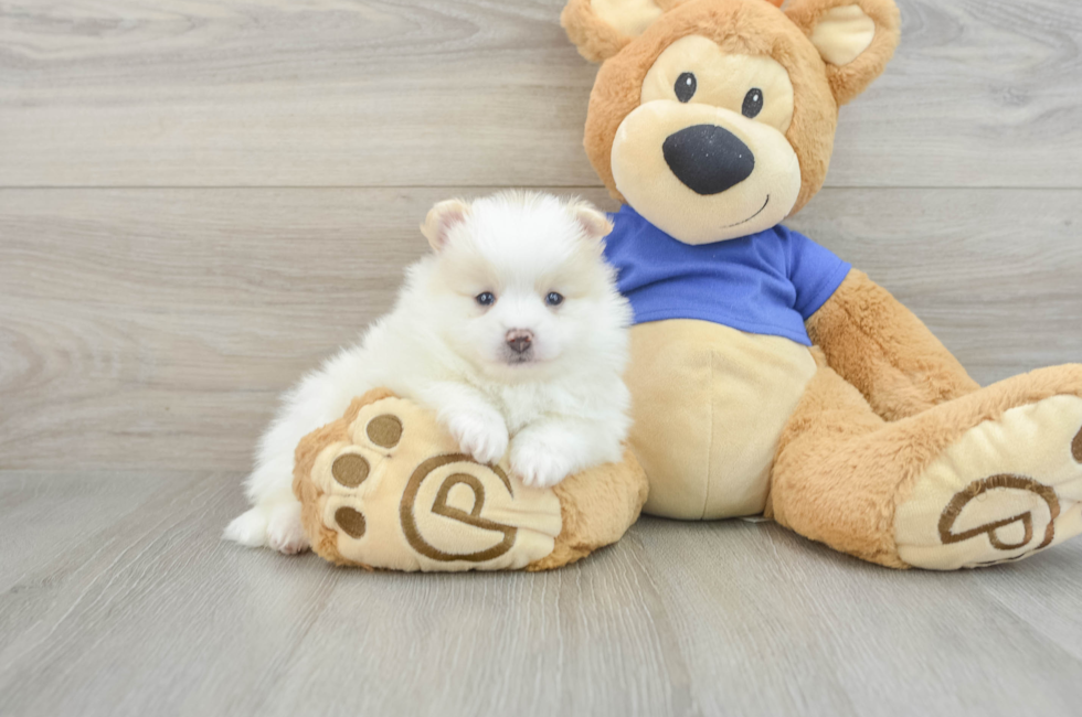 6 week old Pomeranian Puppy For Sale - Lone Star Pups