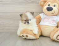 6 week old Pomeranian Puppy For Sale - Lone Star Pups