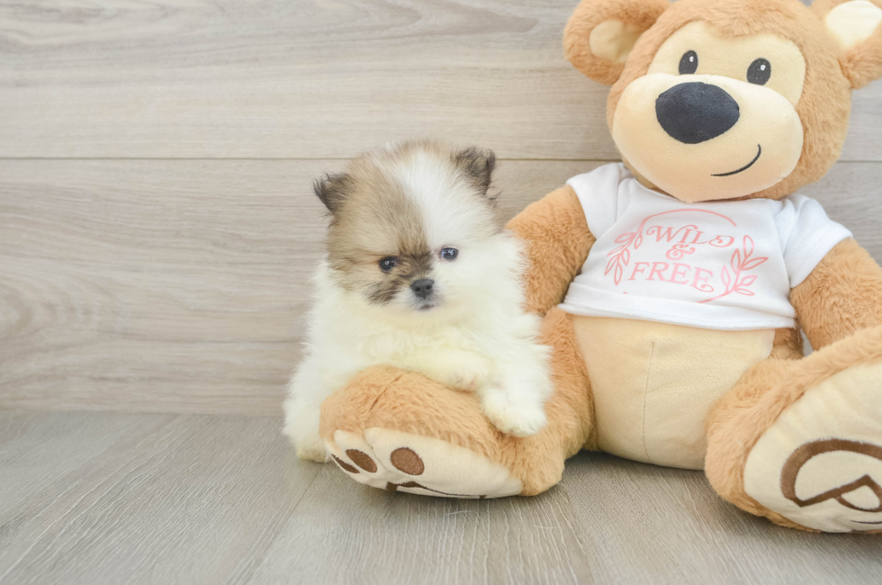 6 week old Pomeranian Puppy For Sale - Lone Star Pups