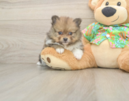 5 week old Pomeranian Puppy For Sale - Lone Star Pups