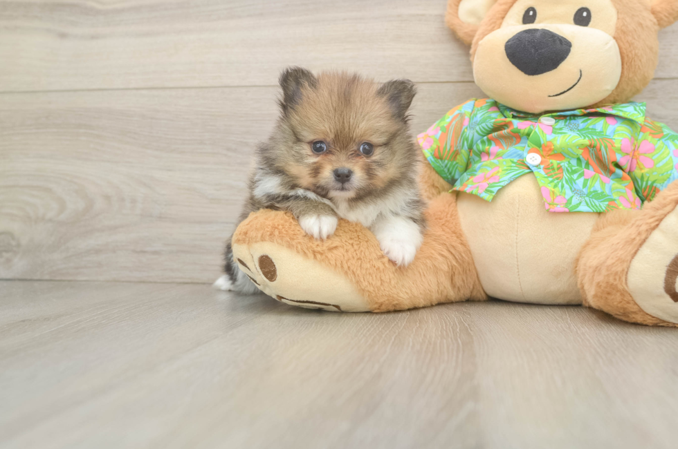 5 week old Pomeranian Puppy For Sale - Lone Star Pups
